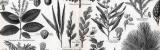Gerbmaterialien liefernde Pflanzen ca. 1893 Original der Zeit