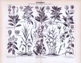 Stich aus 1893 zeigt 10 verschiedene Gewürzpflanzen.