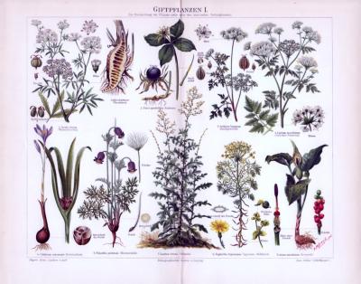 Chromolithographie aus 1893 zeigt 9 verschiedene Giftpflanzensorten.