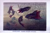 Chromolithographie aus 1893 zeigt Paradiesfische in...