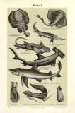 Stiche aus 1893 mit Abbildungen von verschiedenen Fischarten.