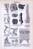 Stich aus 1893 zeigt Schnitte und Ansichten von verschiedene Arten von Flechten.