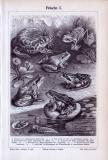 Stich aus 1893 zeigt verschiedene Froscharten in...