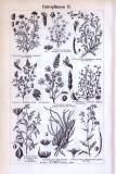 Futterpflanzen I. + II. ca. 1893 Original der Zeit