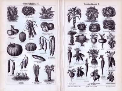 Gemüsepflanzen I. - IV. ca. 1893 Original der Zeit