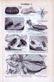 Stich aus 1893 mit Abbildungen von Insekten der Klasse...
