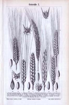 Stich aus 1893 zeigt verschiedene Getreideformen.