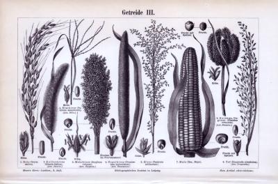 Stich aus 1893 zeigt verschiedene Getreideformen.