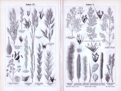 Stich aus 1893 zeigt Abbildungen verschiedener Sorten Gräser.