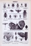 Stich aus 1893 zeigt Insekten der Gattung Halbflügler.