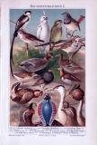 Chromolithographie aus 1893 zeigt verschiedene Vogelarten.