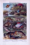 Chromolithographie aus 1893 zeigt verschiedene Fisch- und...