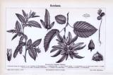 Stich aus 1893 zeigt Blätter, Blüten, Früchte und Samen...