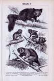 Stich aus 1893 zeigt verschiedene Affenarten in Naturszenerie.
