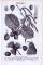 Stich aus 1893 zeigt Blätter, Blüten, Früchte und Samen der Haselnuss.