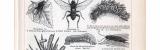 Stich aus 1893 zeigt verschiedene Insekten aus der Gruppe...