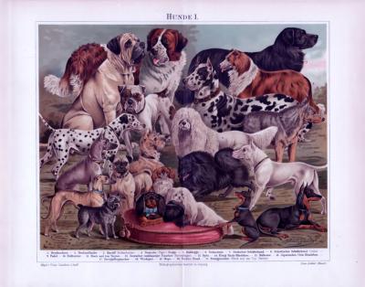Chromolithographie aus 1893 zeigt 21 verschiedene Hundearten.