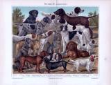 Chromolithographie aus 1893 zeigt 16 verschiedene Hundearten.