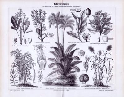 Stich aus 1893 zeigt 8 Sorten von Industriepflanzen inklusive lateinischer Gattungsnamen.