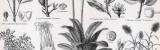 Stich aus 1893 zeigt 8 Sorten von Industriepflanzen...