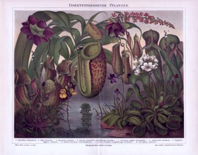 Insektenfressende Pflanzen ca. 1893 Original der Zeit