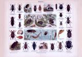 Chromolithographie aus 1893 zeigt verschiedene Käferarten und deren Larven.