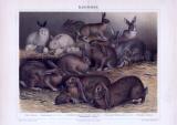 Chromolithographie aus 1893 zeigt 6 verschiedene Kaninchenarten.