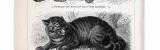 Katzen ca. 1893 Original der Zeit