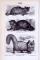 Stich aus 1893 zeigt 3 Katzenarten.