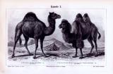 Stich aus 1893 zeigt verschiedene Kamelarten.