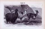 Kamele I. + II. ca. 1893 Original der Zeit