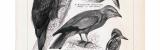 Stich aus 1893 zeigt verschiedene Klettervögel in...