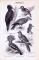Stich aus 1893 zeigt verschiedene Klettervögel in Naturszenen.