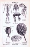 Stich aus 1893 zeigt verschiedene Krebstiere.