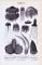 Stich aus 1893 zeigt verschiedene Medusen.