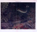 Chromolithographie aus 1893 zeigt Meerestiere der Tiefsee in ihrem natürlichen Umfeld.