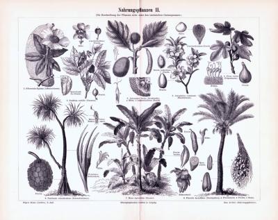 Nahrungspflanzen II. ca. 1893 Original der Zeit