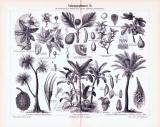 Stich aus 1893 zeigt verschiedene Nahrungspflanzen.