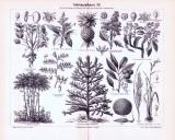 Stich aus 1893 zeigt verschiedene Nahrungspflanzen.