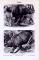 Stich aus 1893 zeigt Doppelnashorn und Indisches Nashorn in Naturszenerie.