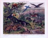 Chromolithographie aus 1893 zeigt Tiere aus der neotropischen Faunazone.