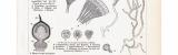 Stich aus 1893 zeigt verschiedene Moosarten der Laubmoose.