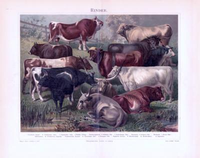 Chromolithographie aus 1893 zeigt 8 verschiedene Haustier Rinderrassen.