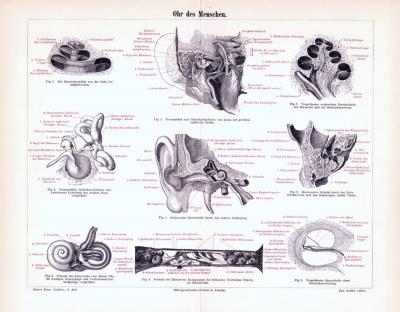 Stich aus 1893 zeigt medizinisches Ansichten des menschlichen Ohres.