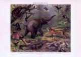 Chromolithographie aus 1893 zeigt verschiedene Tiere aus der Orientalischen Fauna in natürlicher Umgebung.