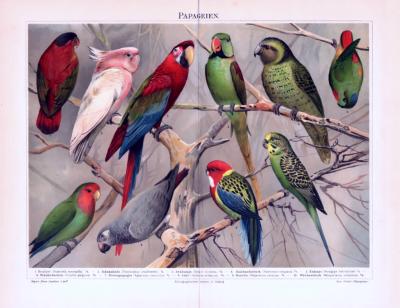 Chromolithographie aus 1893 zeigt 10 verschiedene Papageienarten.