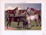 Chromolithographie aus 1893 zeigt 6 verschiedene Pferderassen.