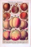 Chromolithographie aus 1893 zeigt 11 verschiedene Arten von Aprikosen und Pfirsichen