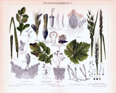 Pflanzenkrankheiten I. ca. 1893 Original der Zeit