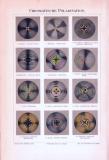 Chromolithographie aus 1893 zeigt 12 Darstellungen zur Chromatischen Polarisation.